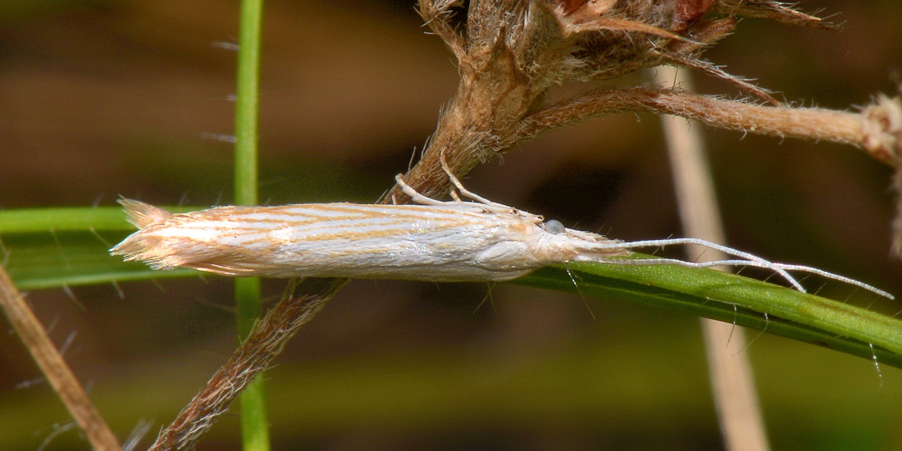 Da determinare - Coleophora sp., Coleophoridae